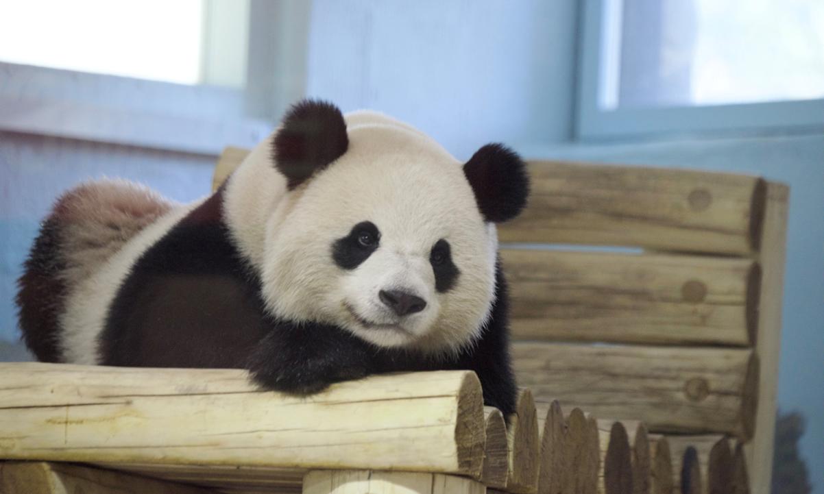 Panda at The National Zoo