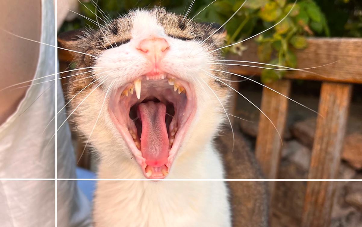 cat yawning