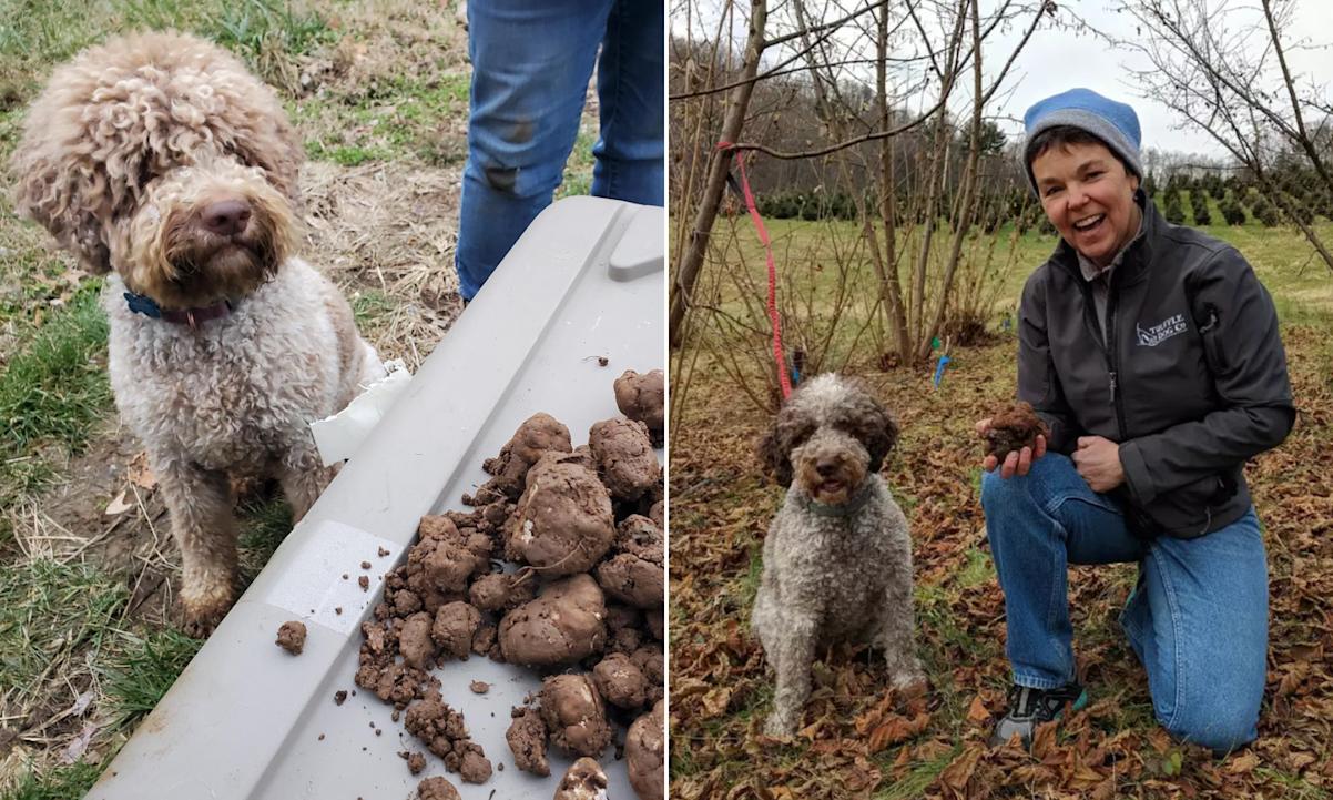 Left: Truffle dog, Luca; Right: Truffle dog, Monza