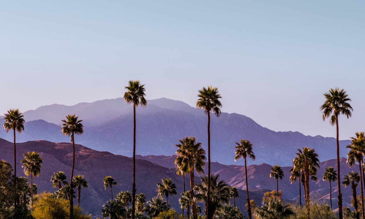 Palm trees